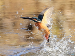 今日のカワセミ 空へはばたく