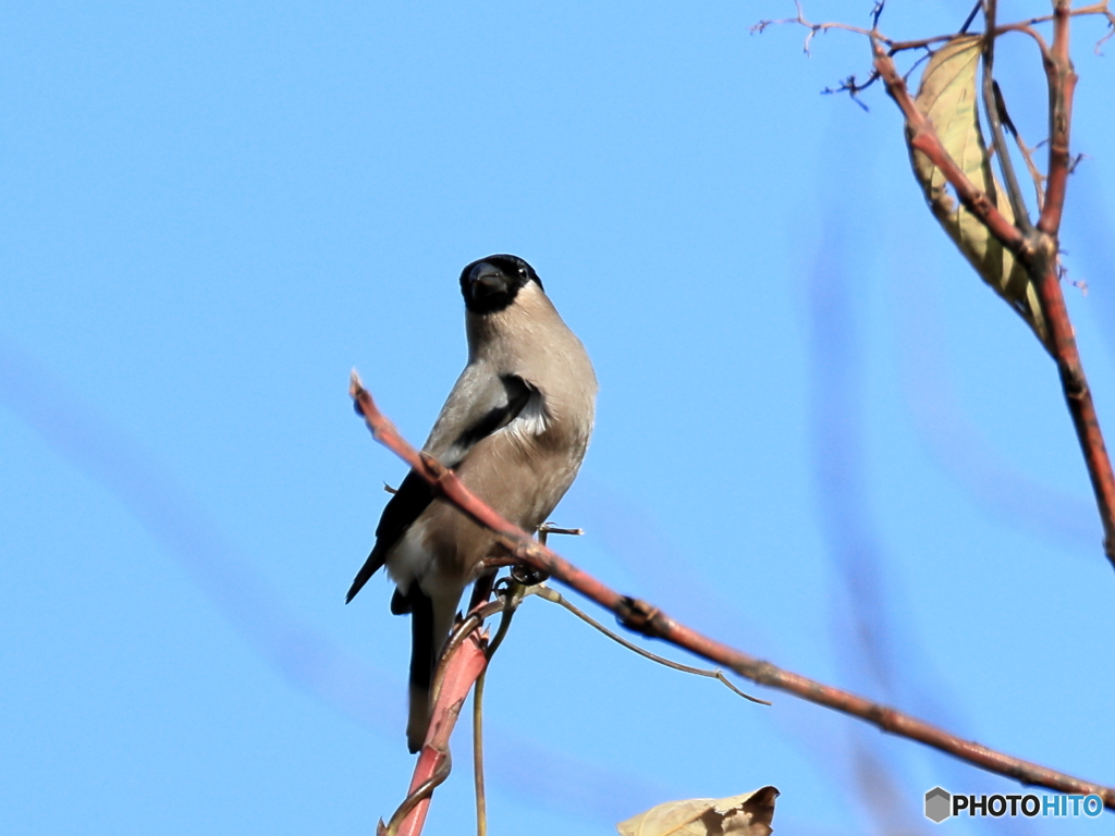 日々探鳥 晩秋に映えるウソの♀