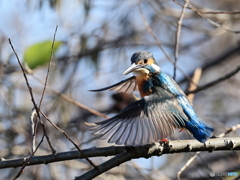 今日のカワセミ いざ！