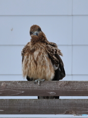 日々探鳥 何かご用？？