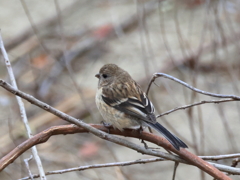 日々探鳥 ベニマシコ♀ ？③