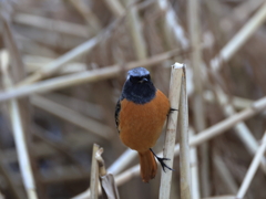 日々探鳥 ジョビオ② 目が合っちゃったね