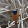 日々探鳥 ジョビオ② 目が合っちゃったね