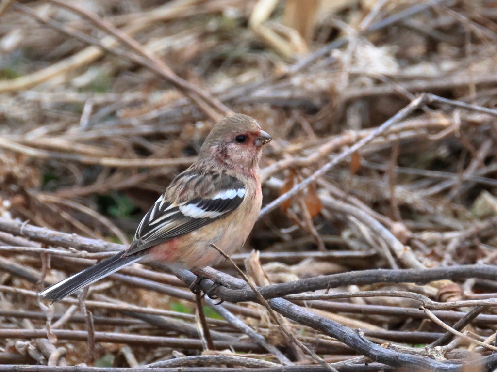 日々探鳥 ベニマシコ♂ また来年に