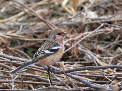 日々探鳥 ベニマシコ♂ また来年に