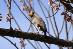 首を傾げるイカル