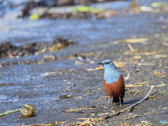 日々探鳥 イソヒヨドリの餌場