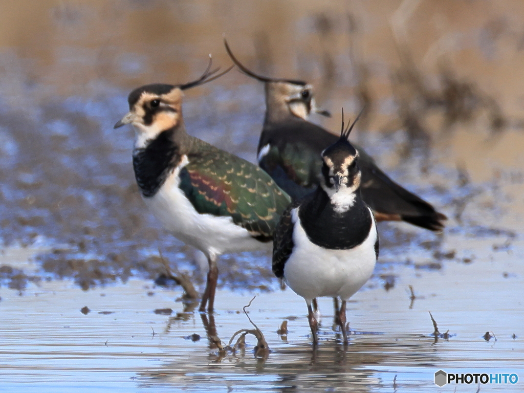 タゲリ百選 冠羽･くま取り品評会