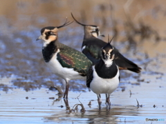 タゲリ百選 冠羽･くま取り品評会