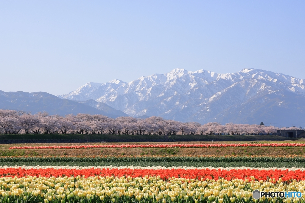 四重奏にはならなかった三重奏