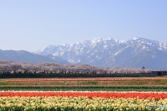 四重奏にはならなかった三重奏