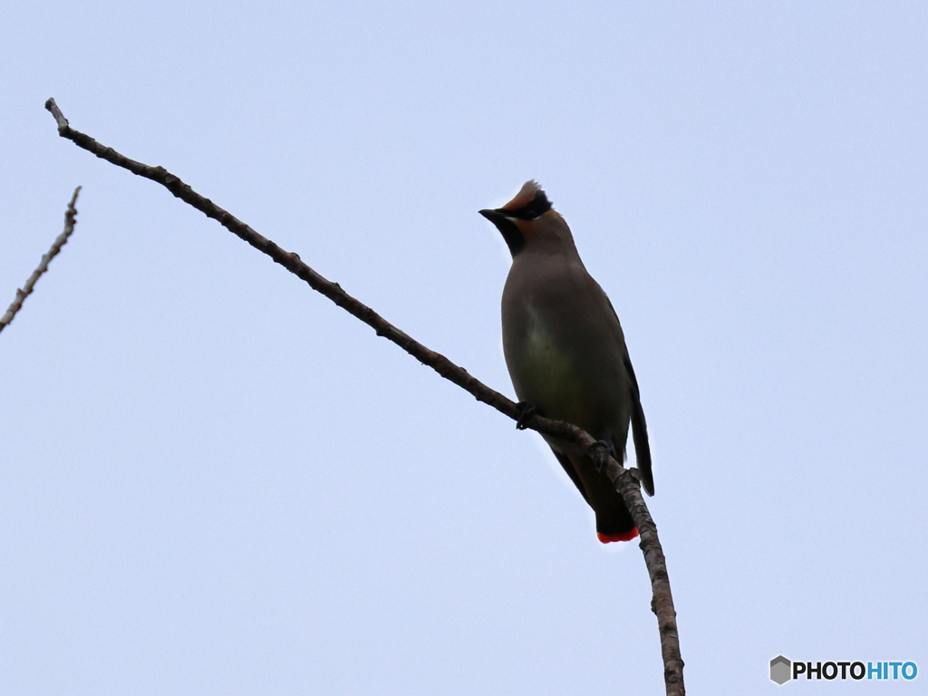 日々探鳥 今季初めての日連雀