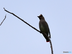 日々探鳥 今季初めての日連雀