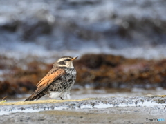 日々探鳥 真ん丸ツグミ