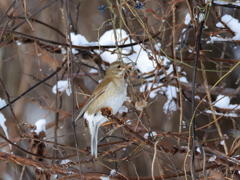 やっと餌だ シロハラ♀