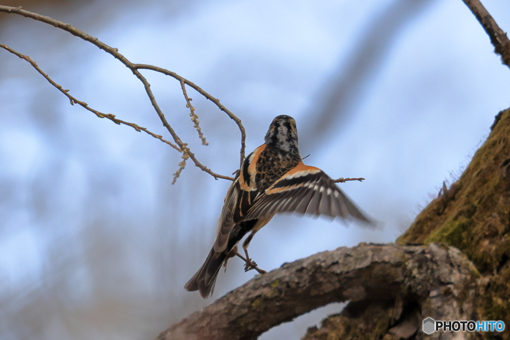 アトリの後ろ姿