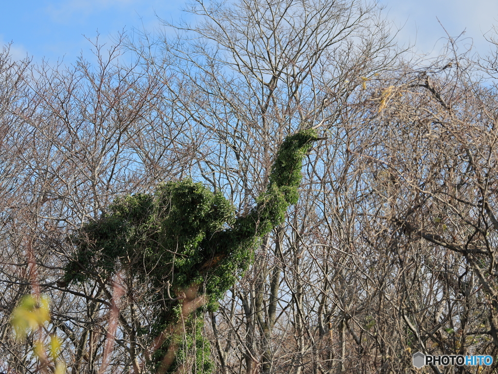 日々探鳥 緑の巨大怪鳥現れる