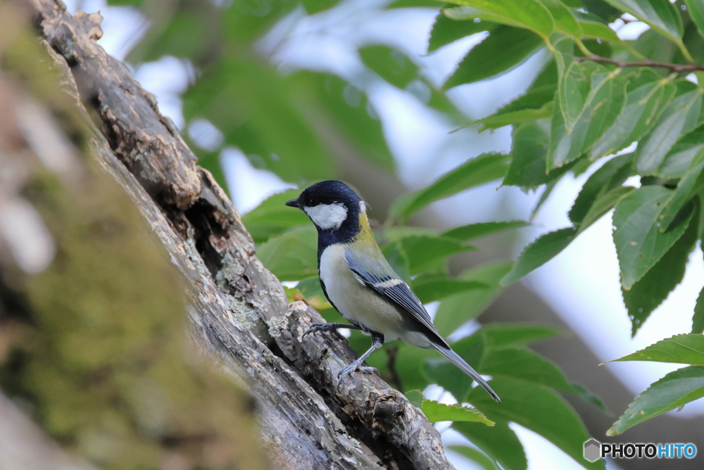 日々探鳥 お澄ましシジュウカラ