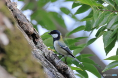 日々探鳥 お澄ましシジュウカラ
