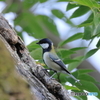日々探鳥 お澄ましシジュウカラ