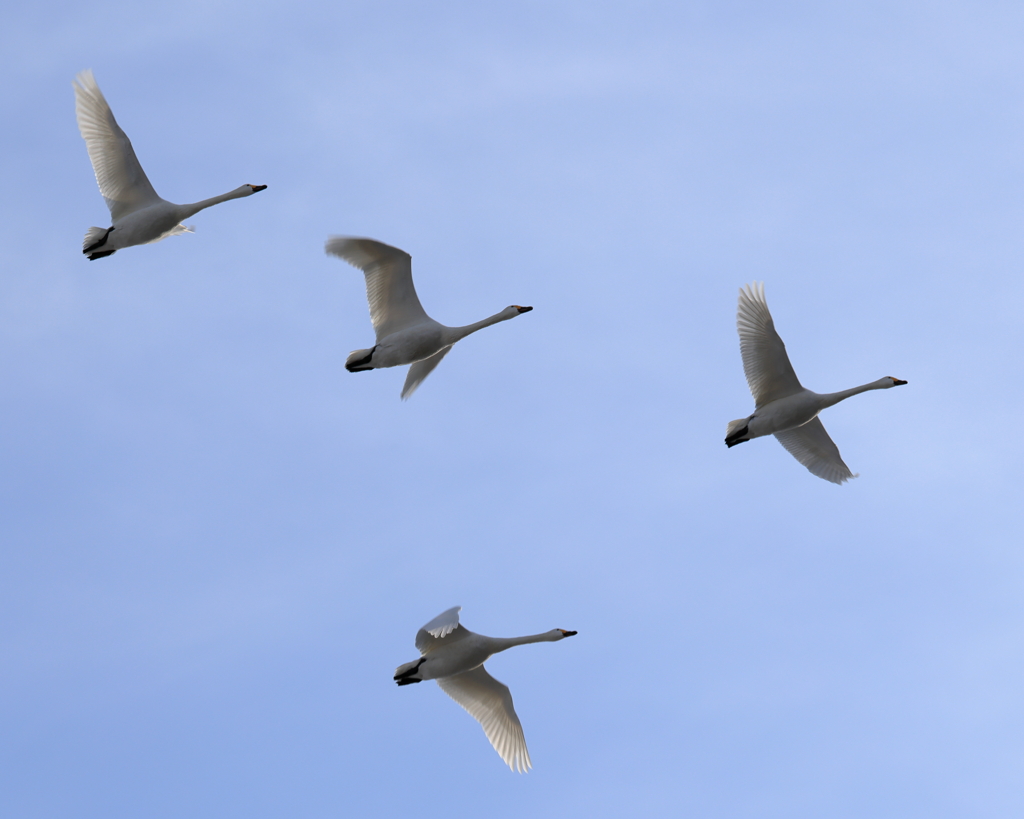 白鳥の飛翔３