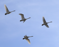 白鳥の飛翔３