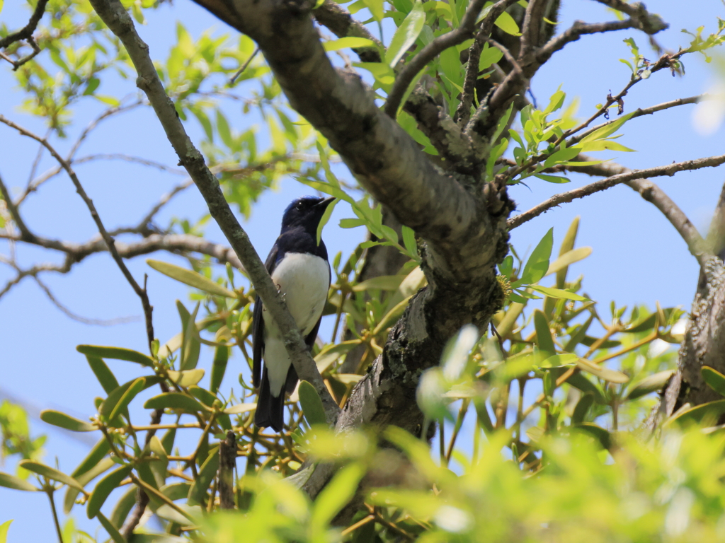 日々探鳥 オオルリ♂⑦
