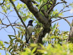 日々探鳥 オオルリ♂⑦