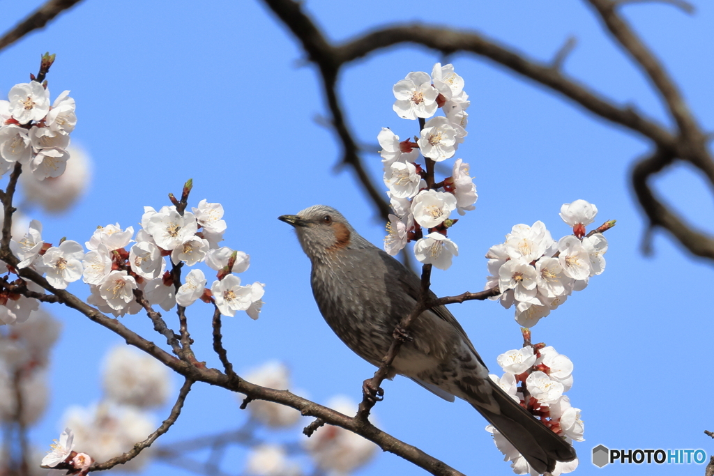 杏とヒヨドリ