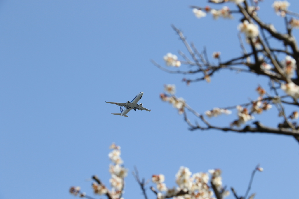 梅に･･飛行機