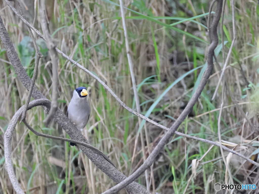 日々探鳥 ええ？水飲みに？