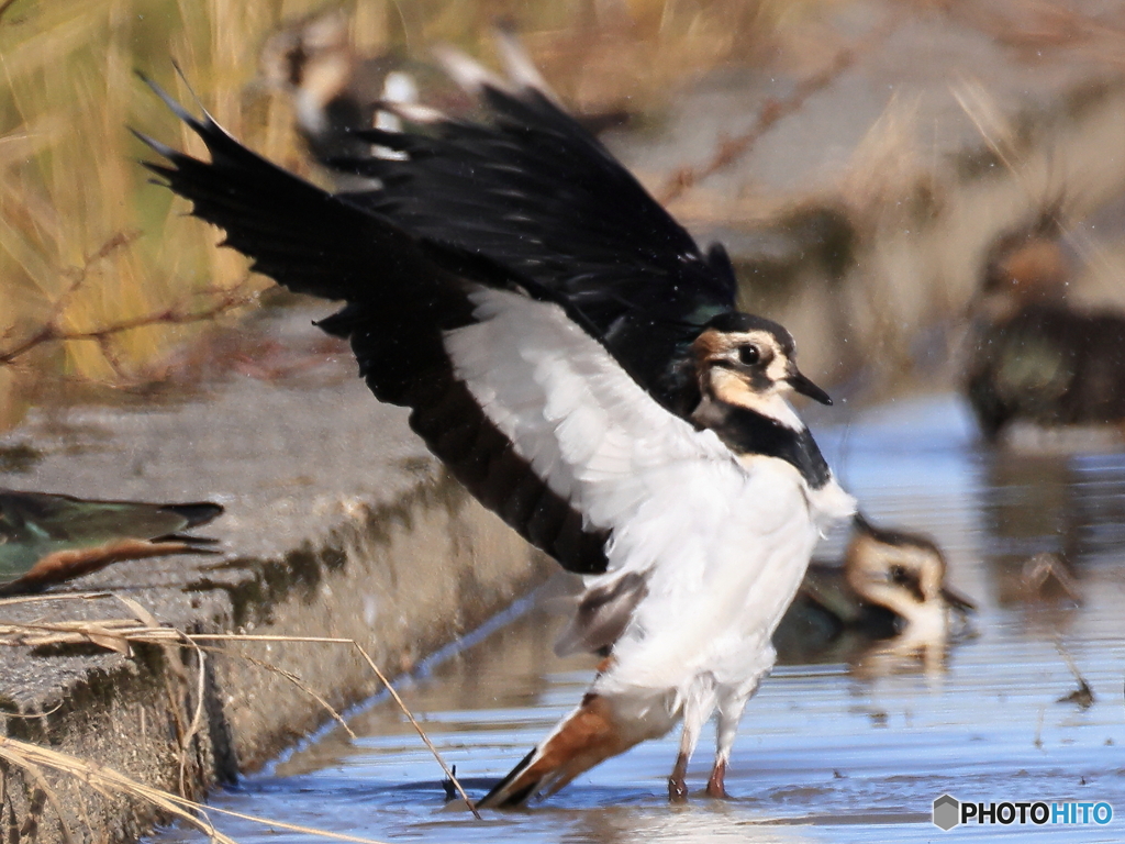 タゲリ百選 とびだすぞ！