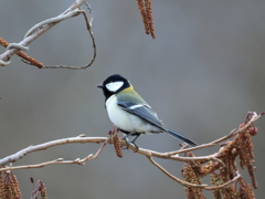 日々探鳥 シジュウカラ