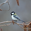 日々探鳥 シジュウカラ