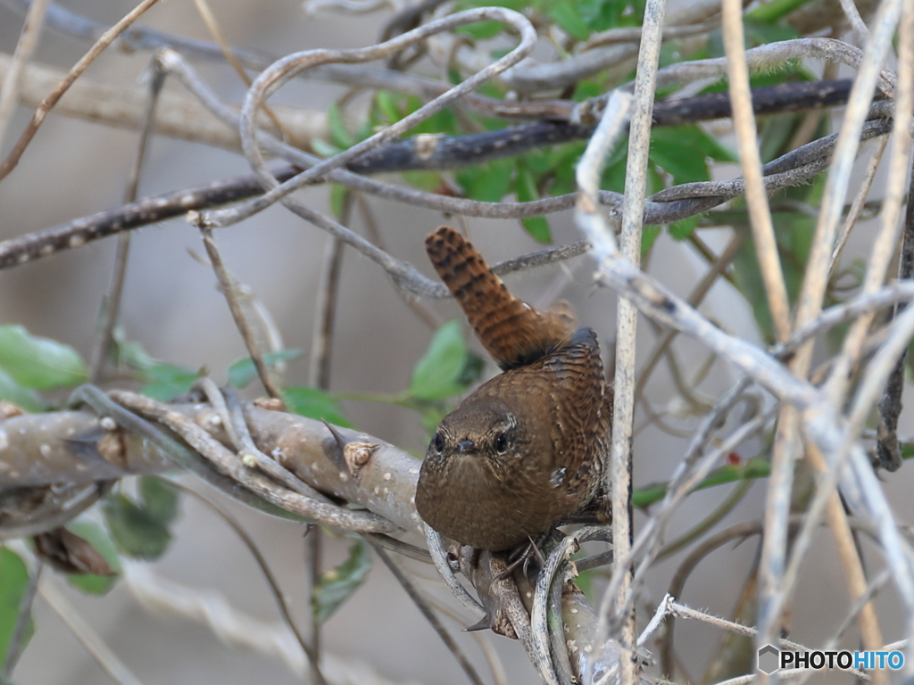 日々探鳥  目が合いましたミソサザエ