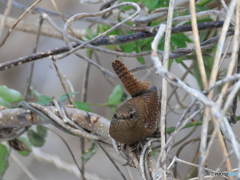日々探鳥  目が合いましたミソサザエ