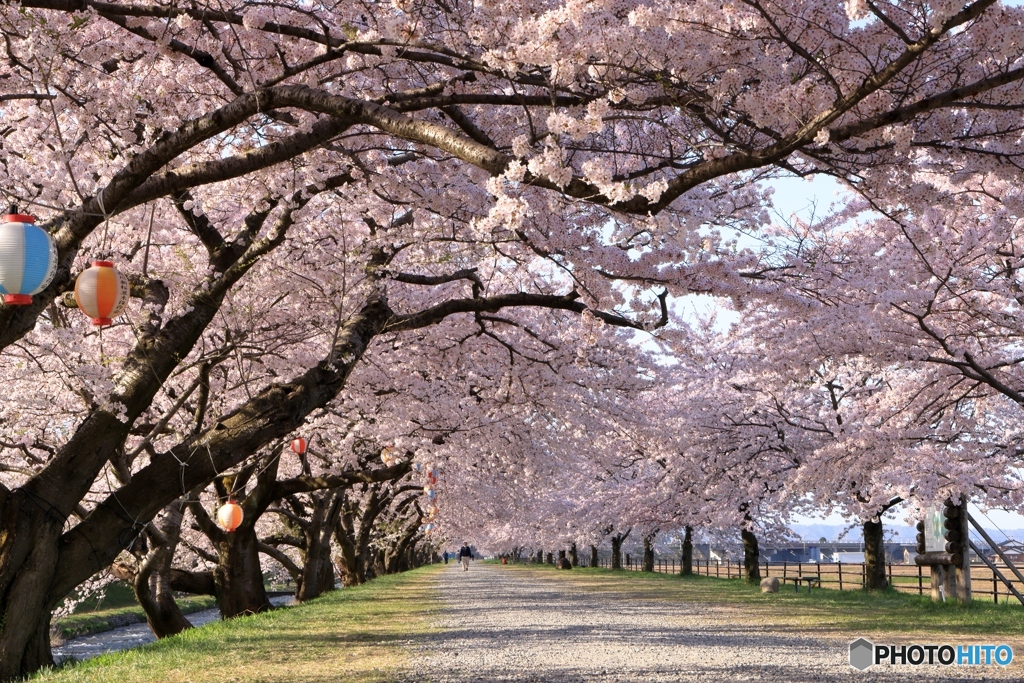 桜並木