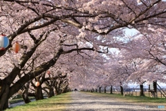 桜並木