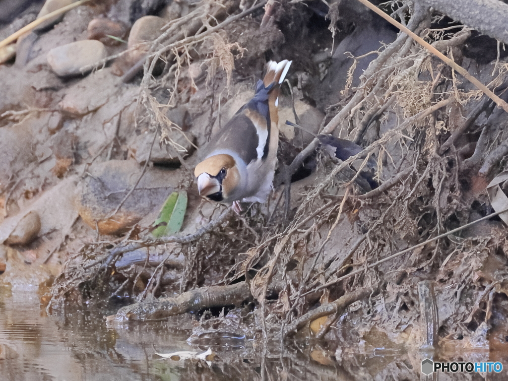 日々探鳥 水飲みたいな シメ