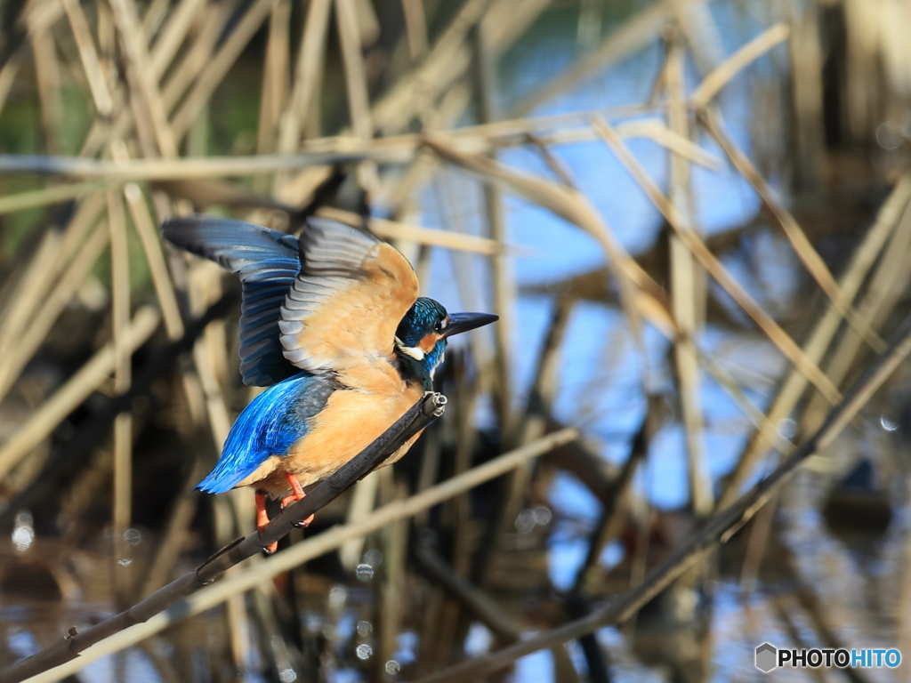 今日のカワセミ 飛び出し④