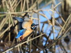 今日のカワセミ 飛び出し④