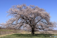 一本桜