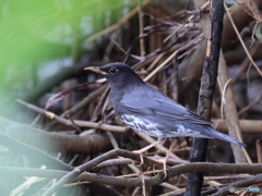 日々探鳥 カラス？ではないですね