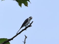 日々探鳥 ピリリと辛い
