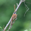日々探鳥 ひときわ大きなさえずり