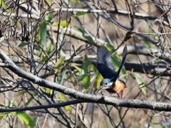 今日のカワセミ 飛び出し①