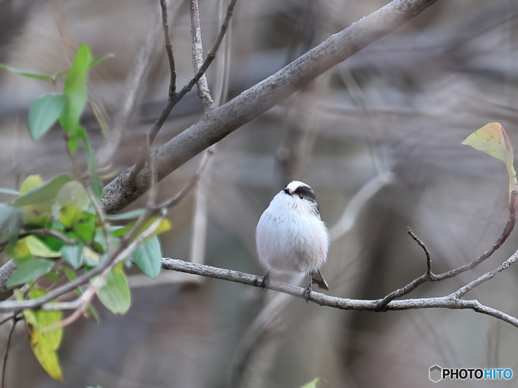 日々探鳥 ・・・・・、ほい！ エナガ