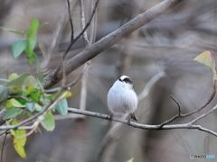 日々探鳥 ・・・・・、ほい！ エナガ