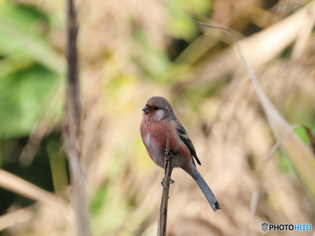 日々探鳥 初ベニマシコ１０選 ふっくら^^