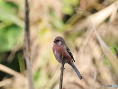 日々探鳥 初ベニマシコ１０選 ふっくら^^